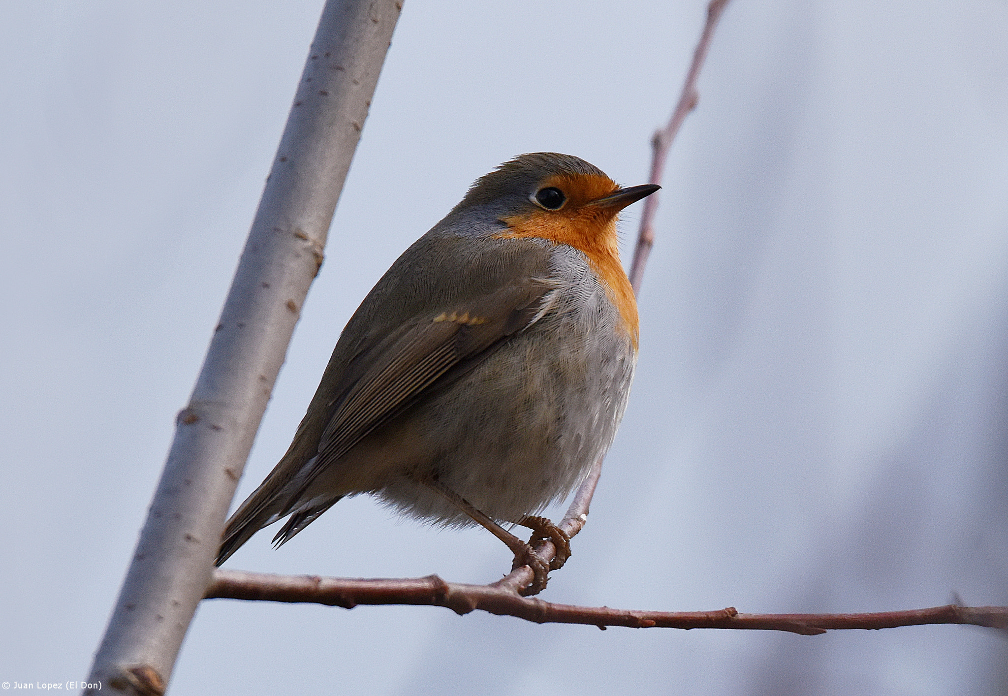 Nikon D810 + Sigma 150-600mm F5-6.3 DG OS HSM | S sample photo. Bird.... it's cold outside..!!! photography