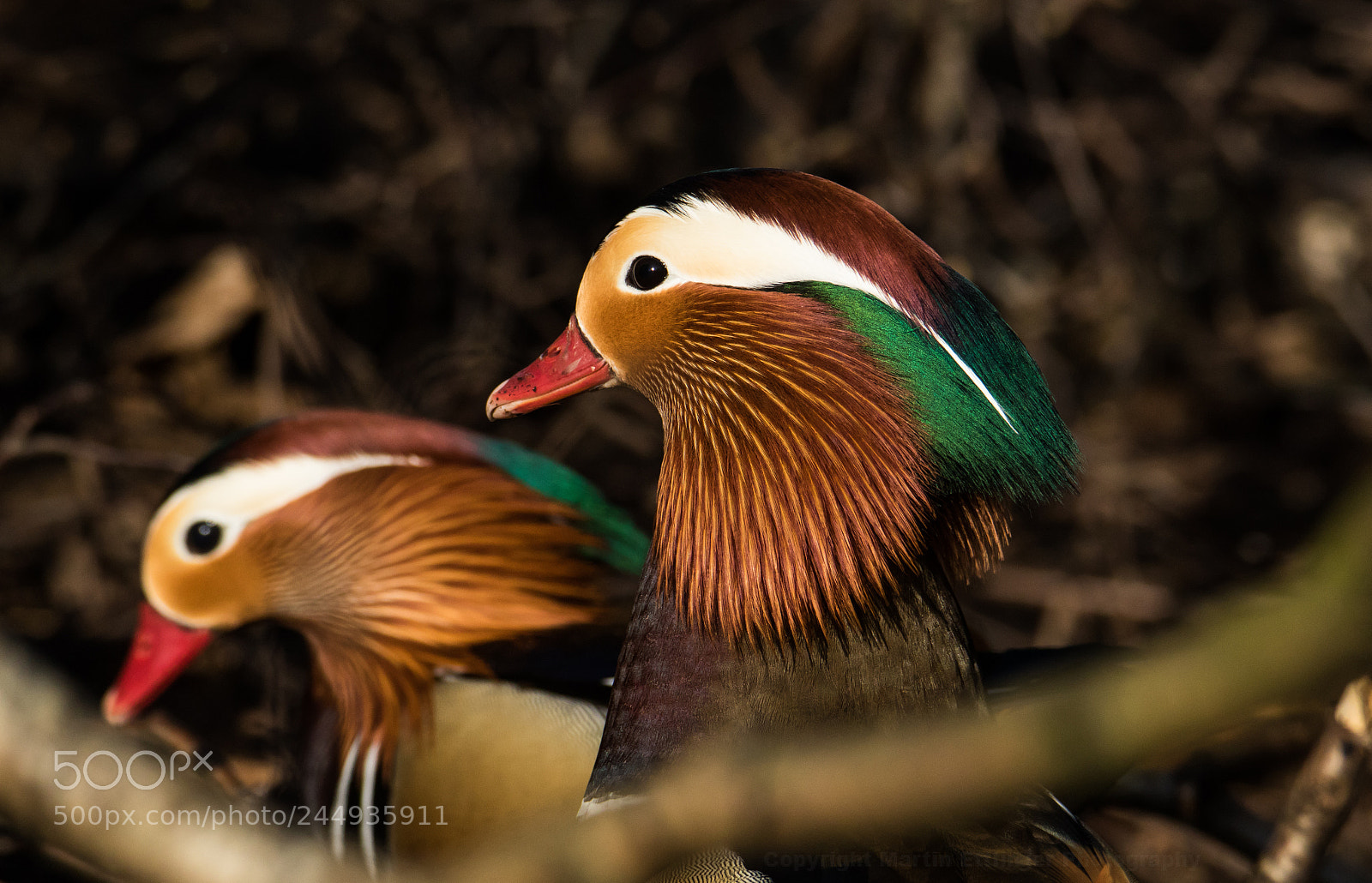 Canon EOS 7D Mark II sample photo. Mandarin duck aix galericulata photography