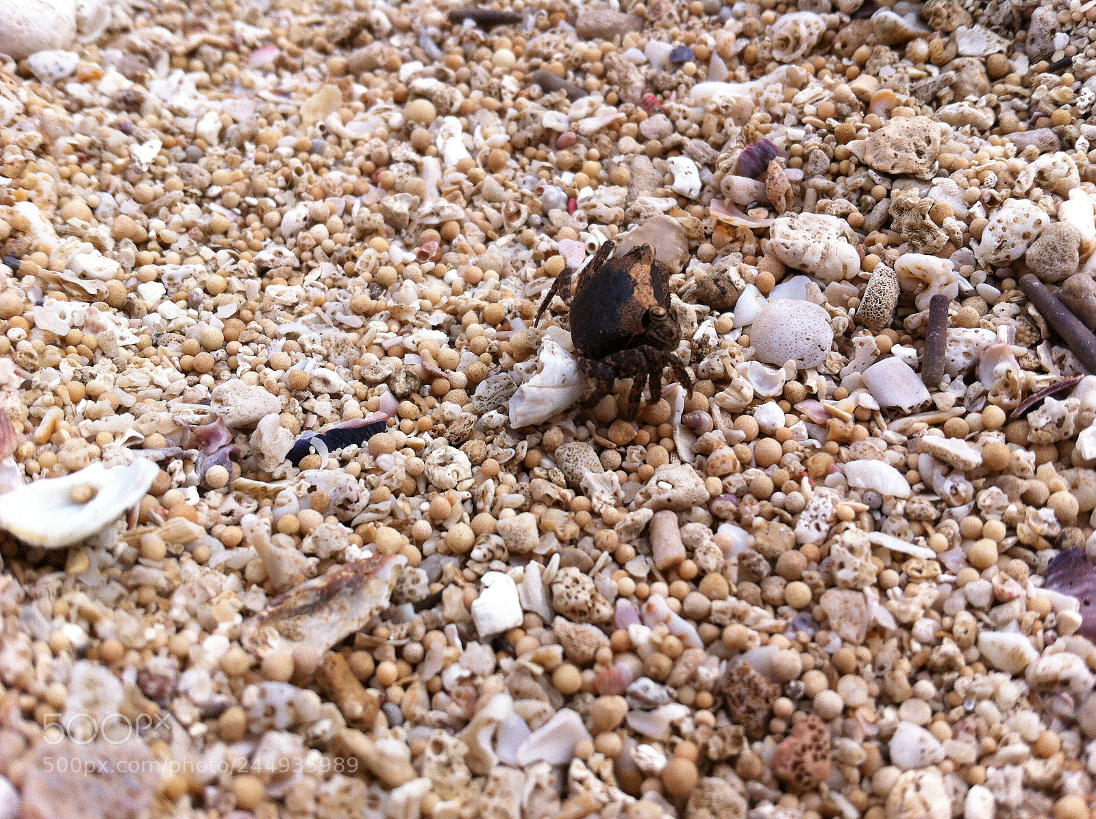 Apple iPhone 4 sample photo. Lil fella! photography