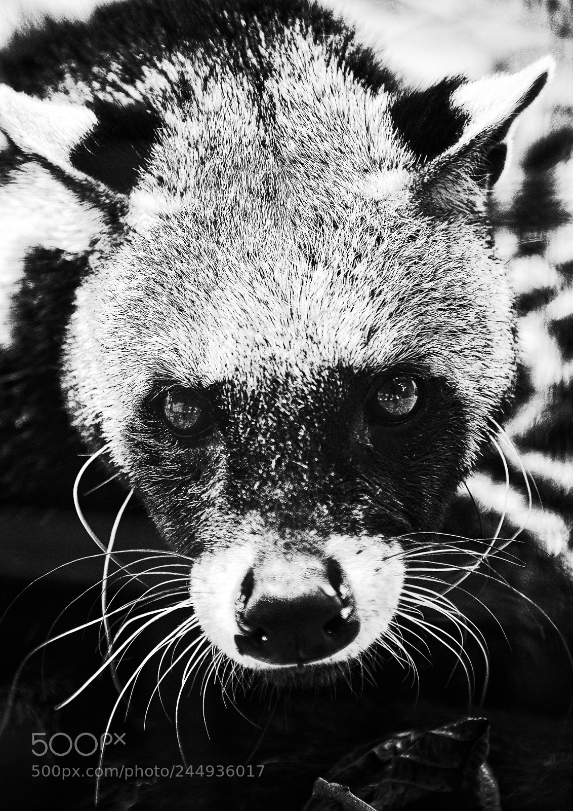 Nikon D800 sample photo. Civet cat photography