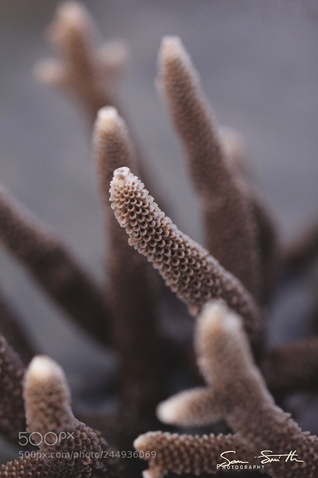 Canon EOS 60D sample photo. Sealife photography