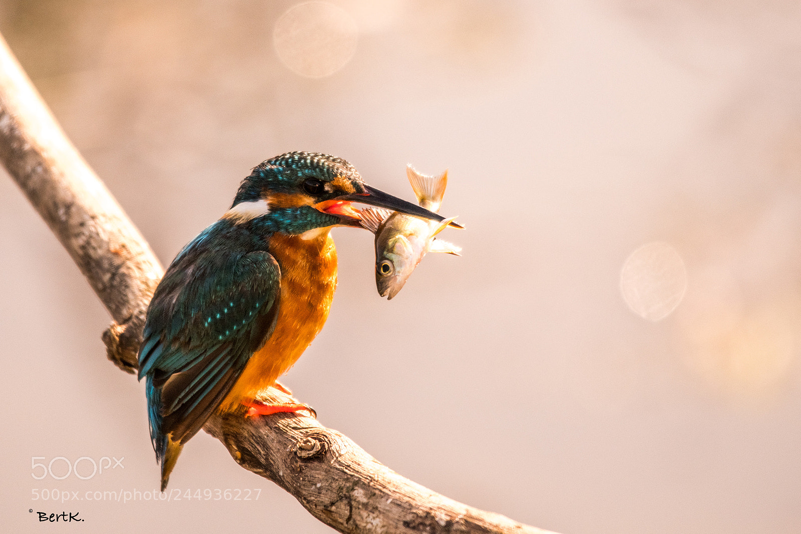Nikon D500 sample photo. Kingfisher. photography