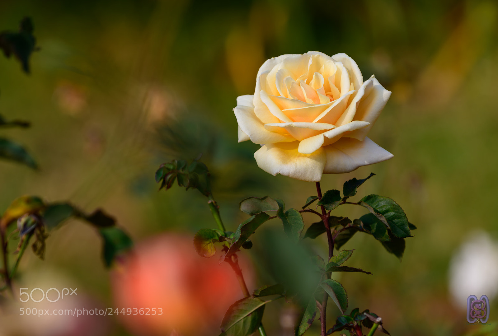 Nikon D850 sample photo. Yellow rose.... photography