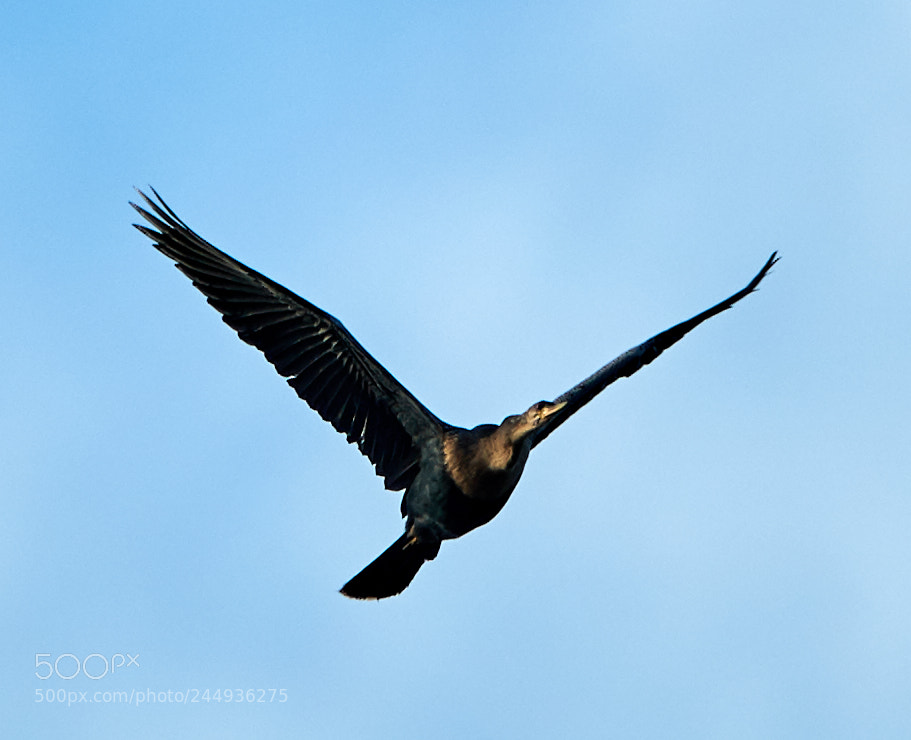 Canon EOS-1D X Mark II sample photo. 02-04-18-0002052.jpg photography