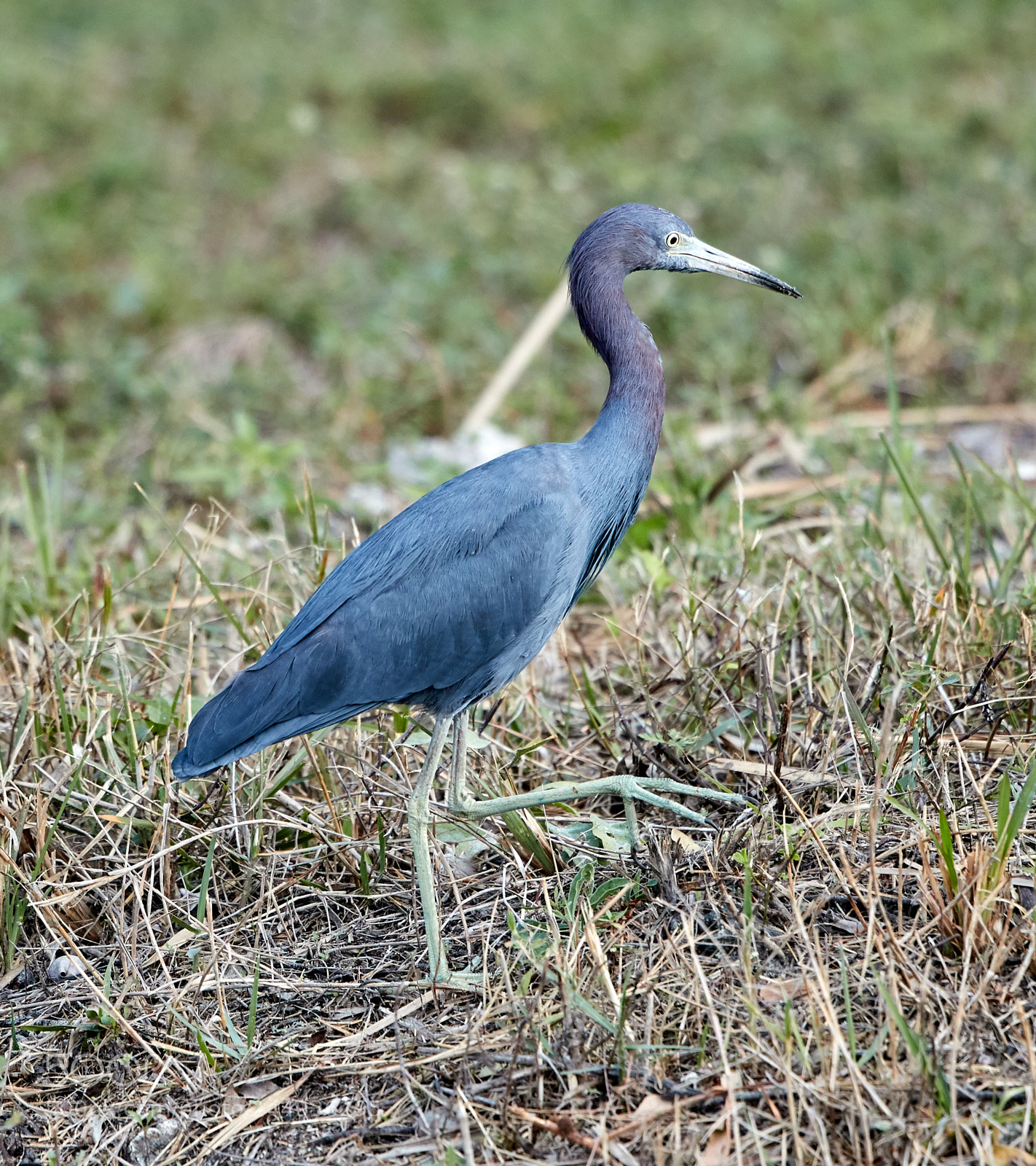 Canon EOS-1D X Mark II sample photo. 02-04-18-0002018.jpg photography