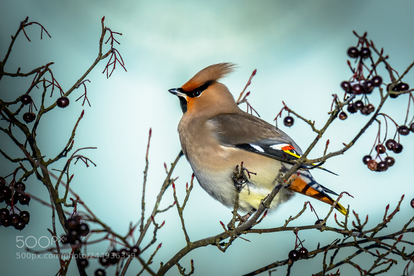 Nikon D7100 sample photo. Bohemian waxwing photography