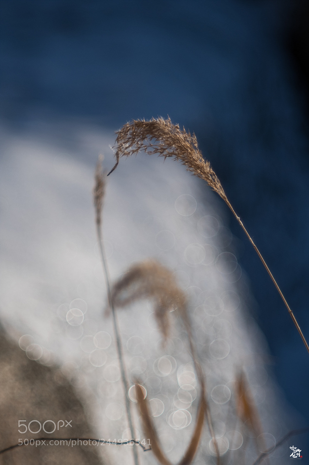 Fujifilm X-T2 sample photo. One winter day photography