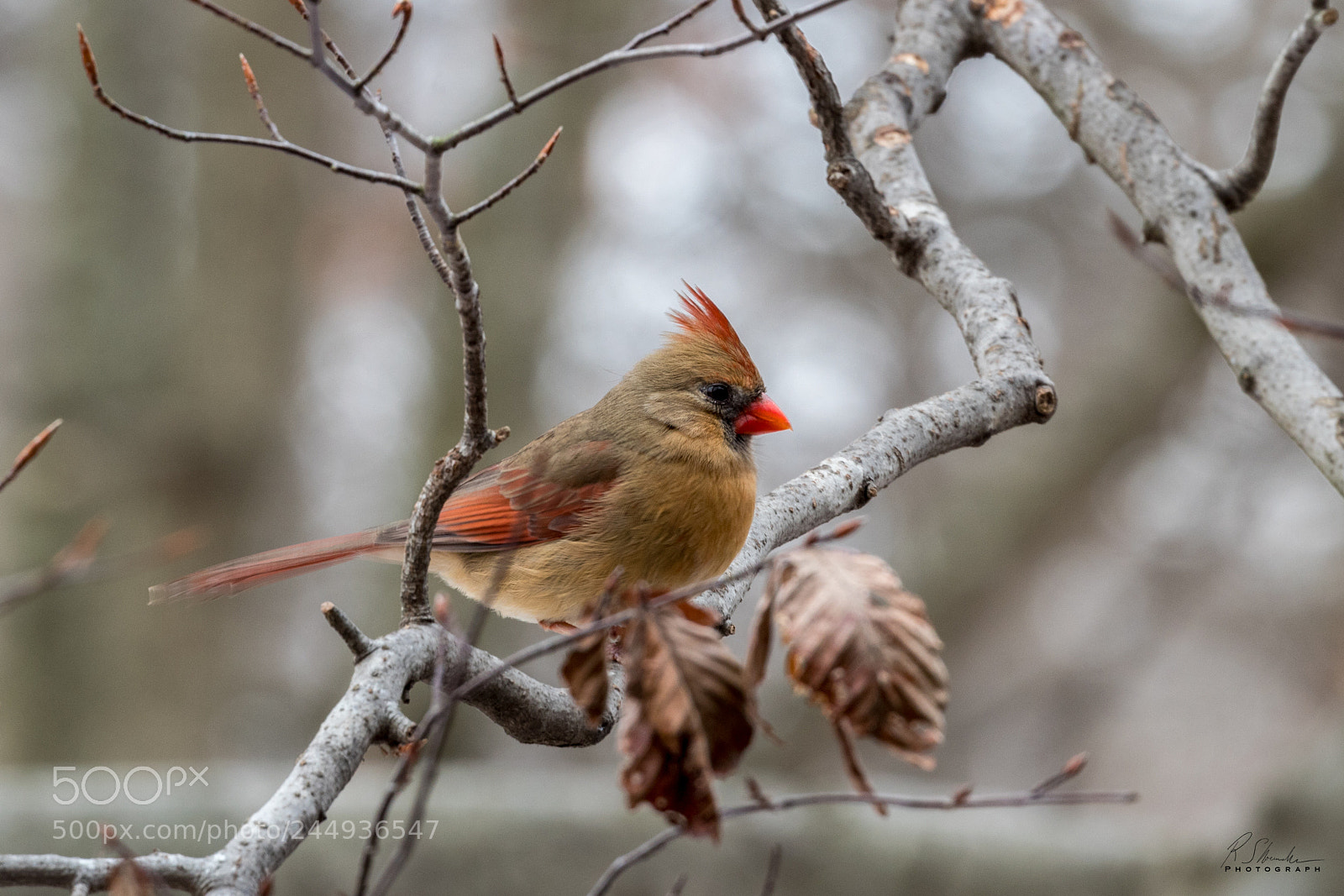 Canon EOS 1300D (EOS Rebel T6 / EOS Kiss X80) sample photo. Female cardinal photography