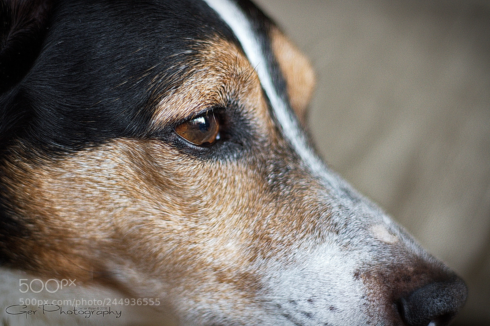 Canon EOS 7D + Canon EF 50mm F1.8 II sample photo. Mr. jack photography