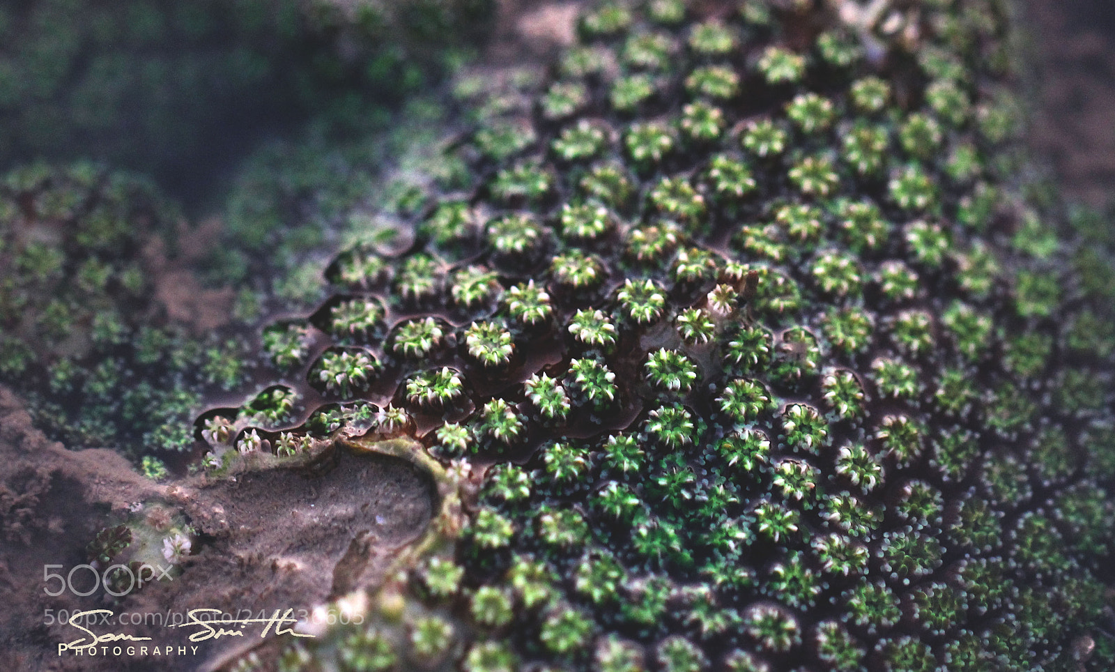 Canon EOS 60D sample photo. Green photography