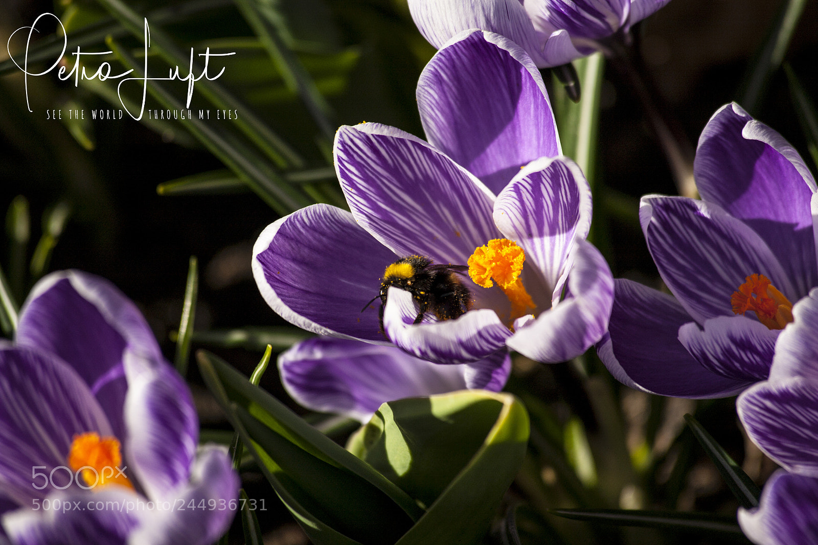 Canon EOS 5D sample photo. Bee & flower photography