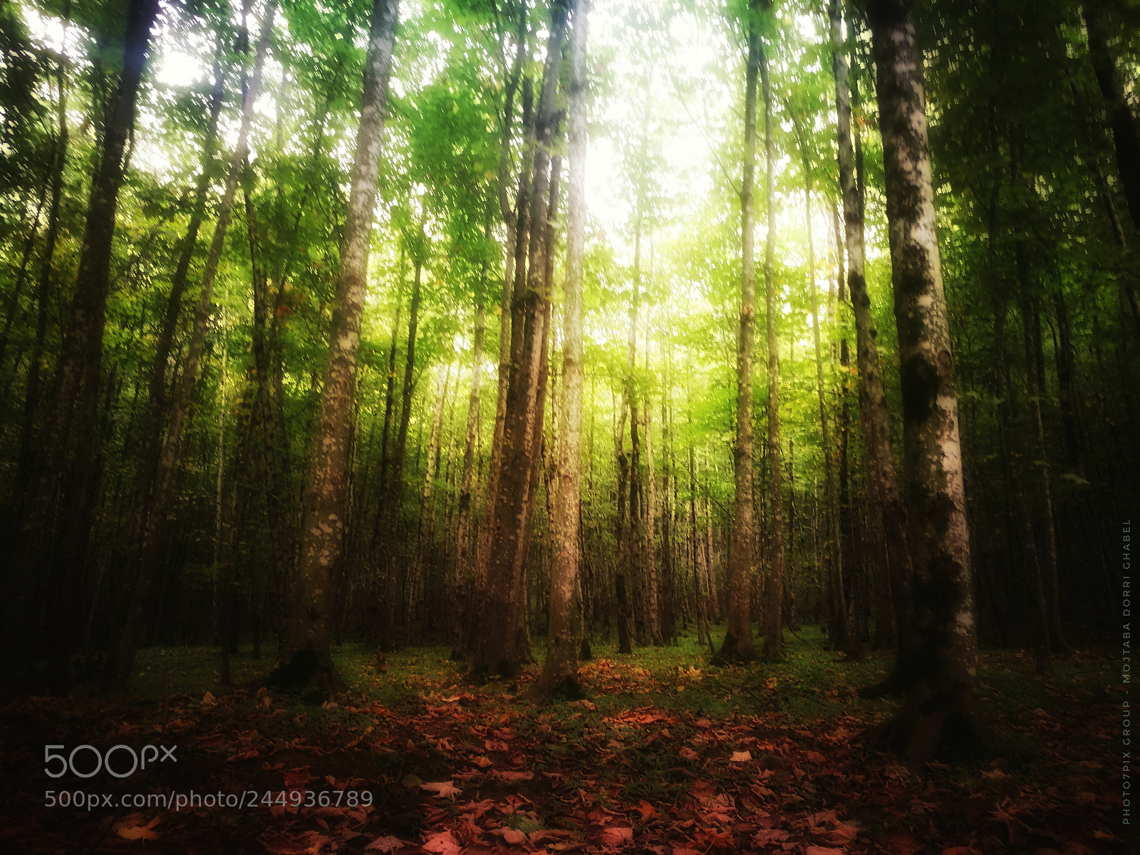 HUAWEI P9 Plus sample photo. Mystery forest photography
