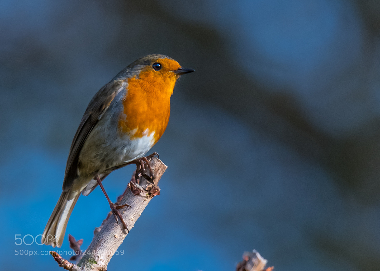 Nikon D850 sample photo. Casual robin photography
