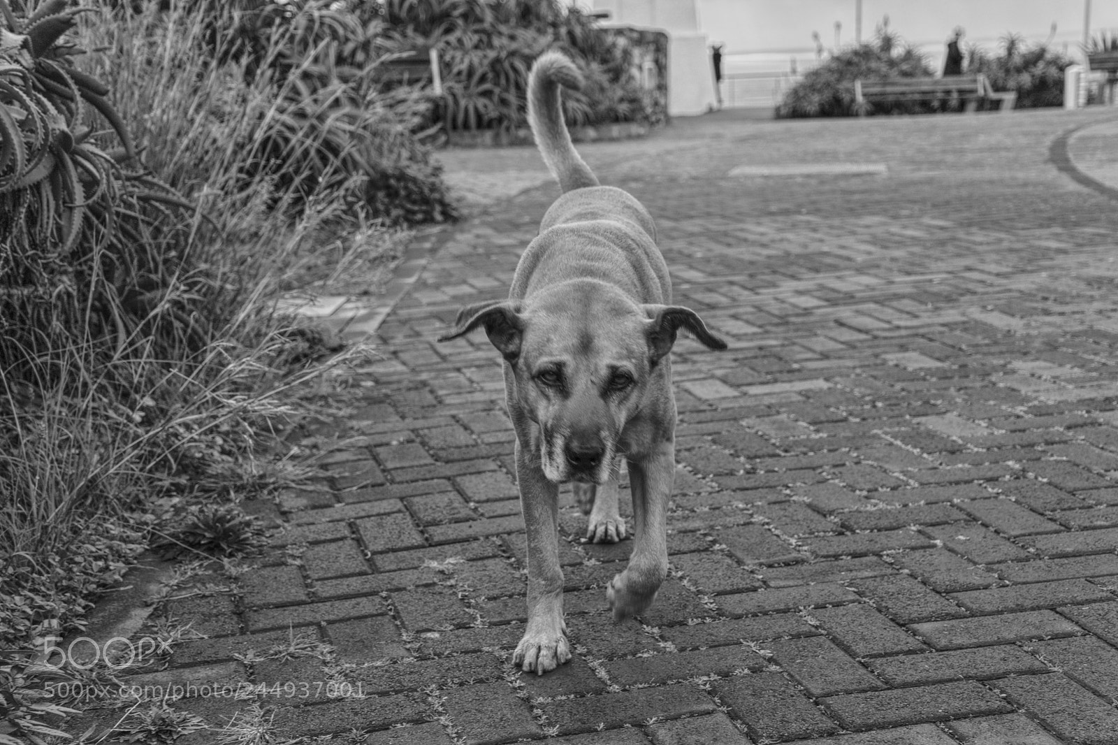 Nikon D3100 sample photo. Dog photography