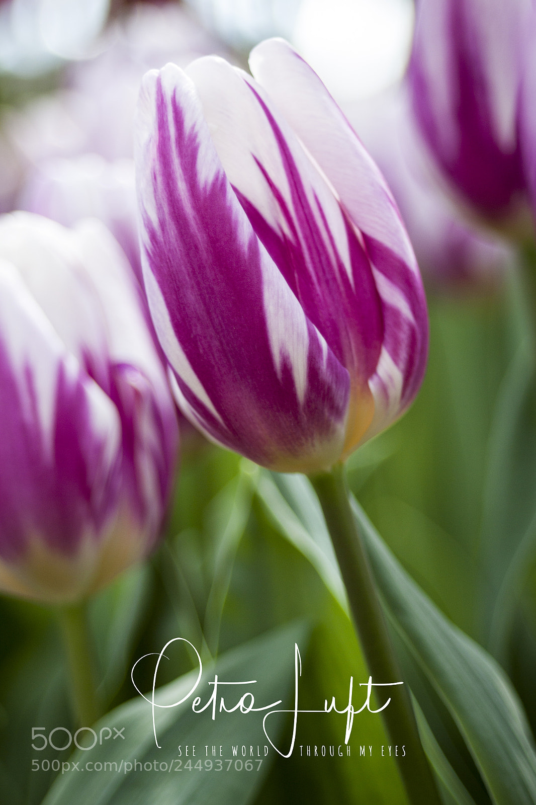 Canon EOS 50D sample photo. Tulip photography