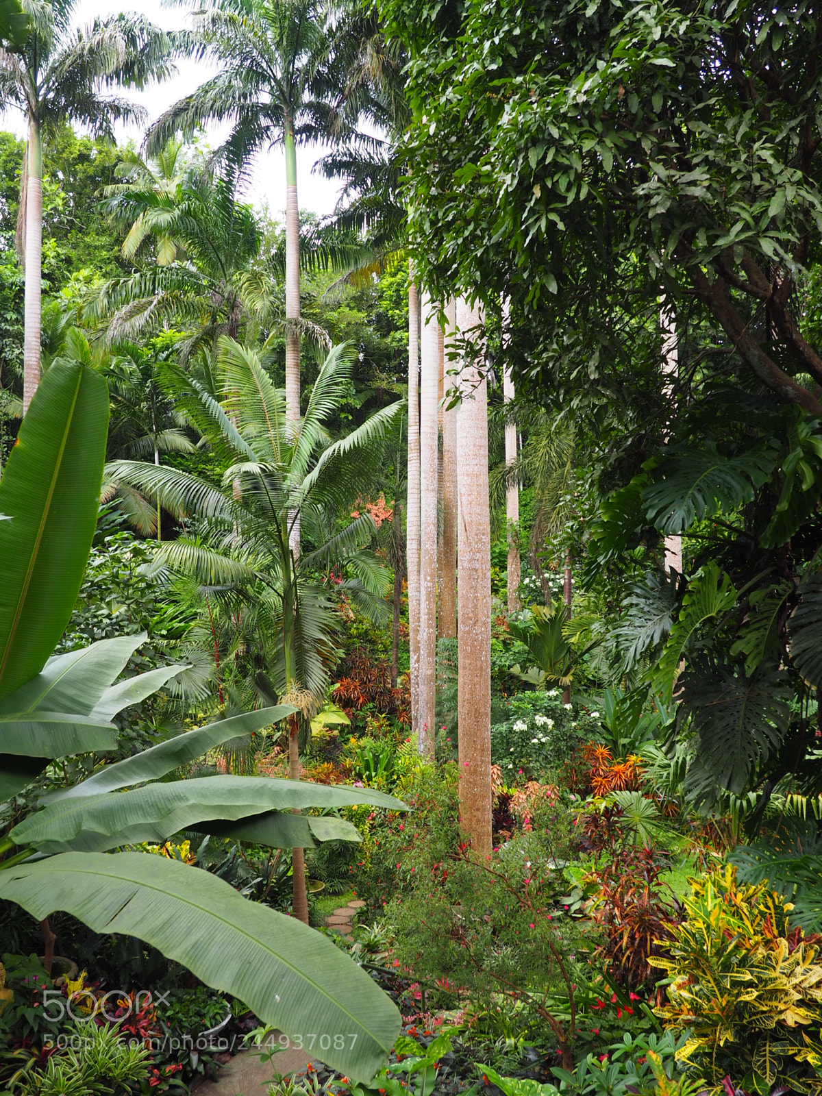 Olympus OM-D E-M10 II sample photo. The jungle garden photography