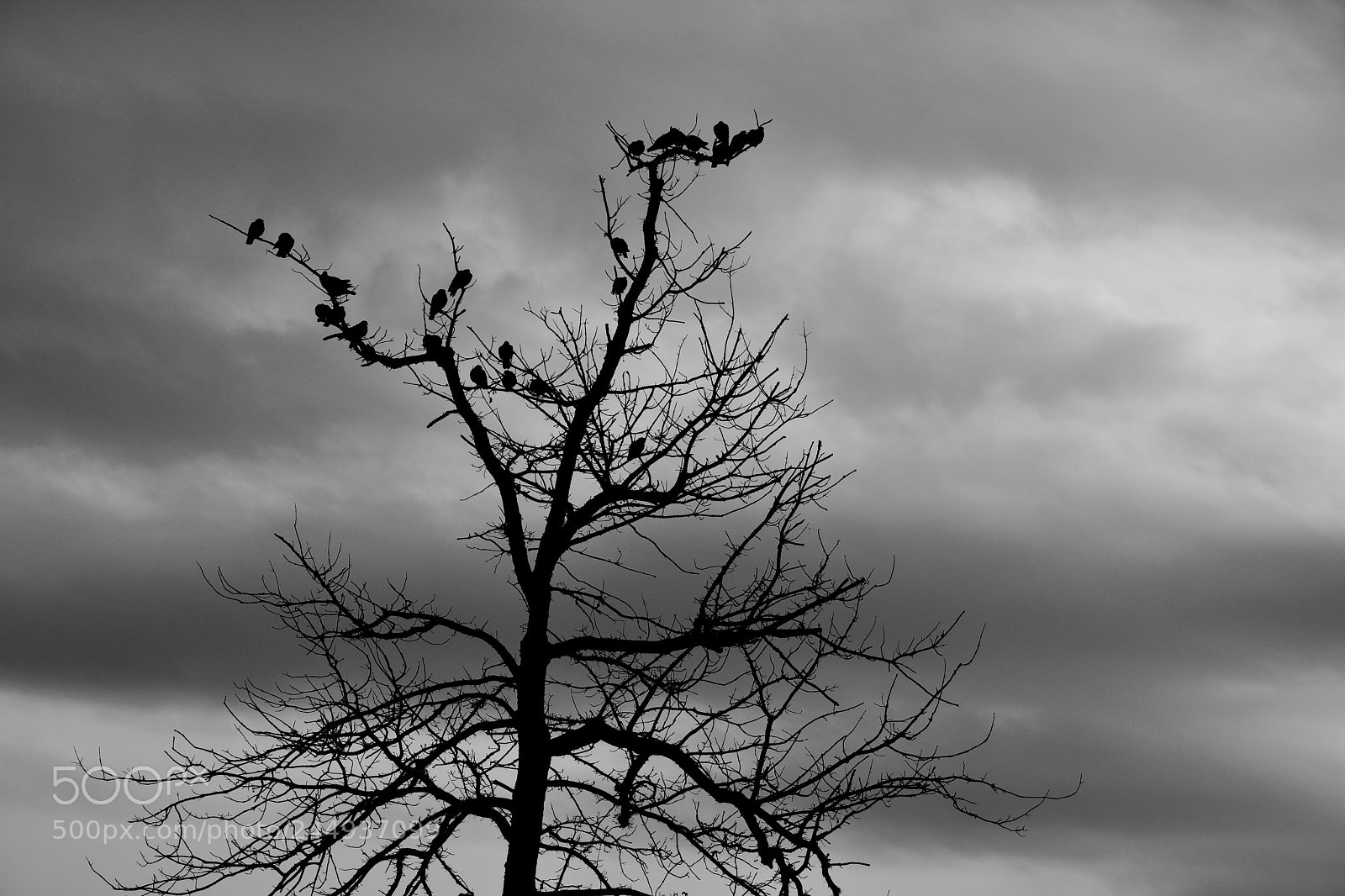 Nikon D7200 sample photo. Animal iii photography