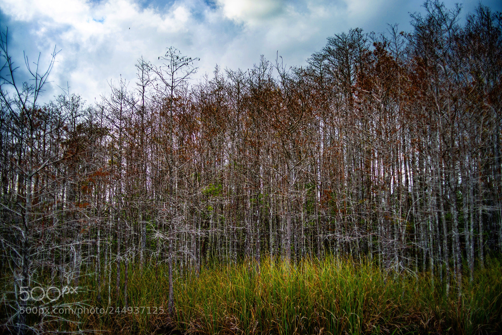 Nikon D800E sample photo. Grassy waters 2 photography