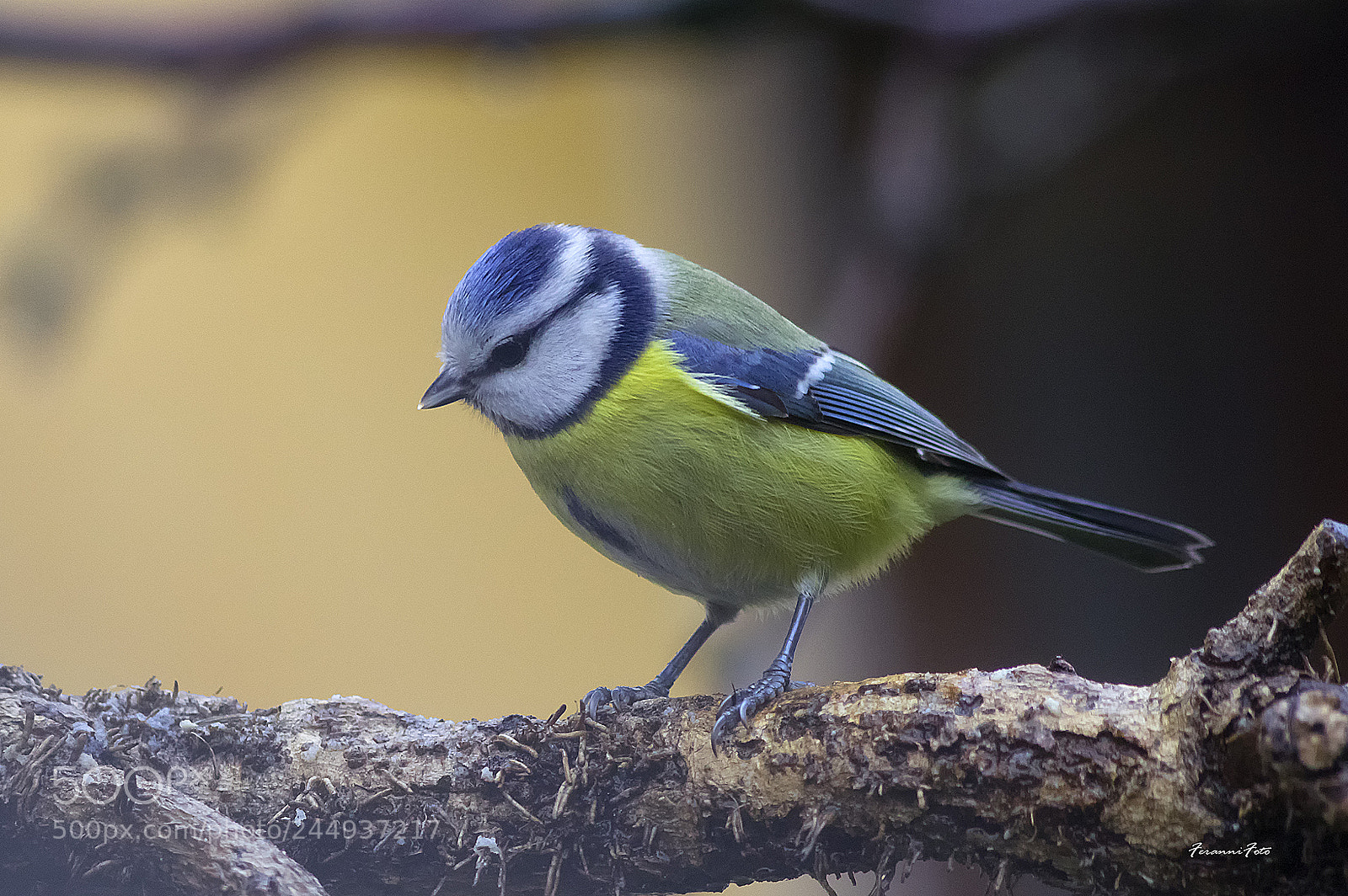 Pentax K-3 sample photo. Cinciarella photography