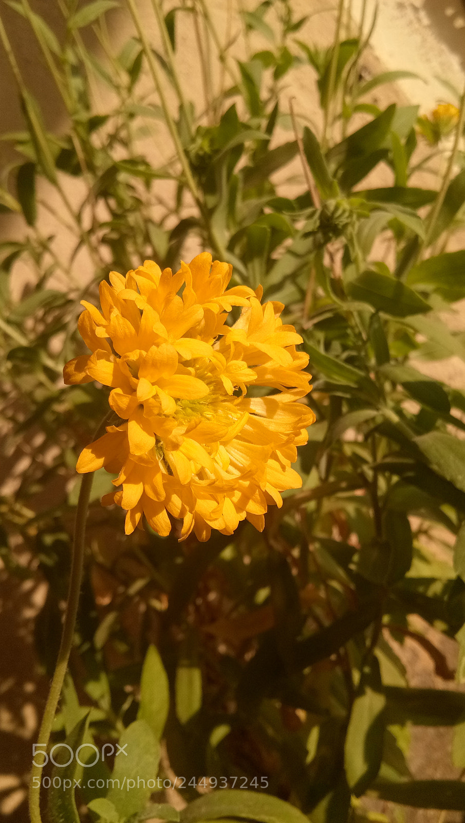vivo 1601 sample photo. Yellow flower photography