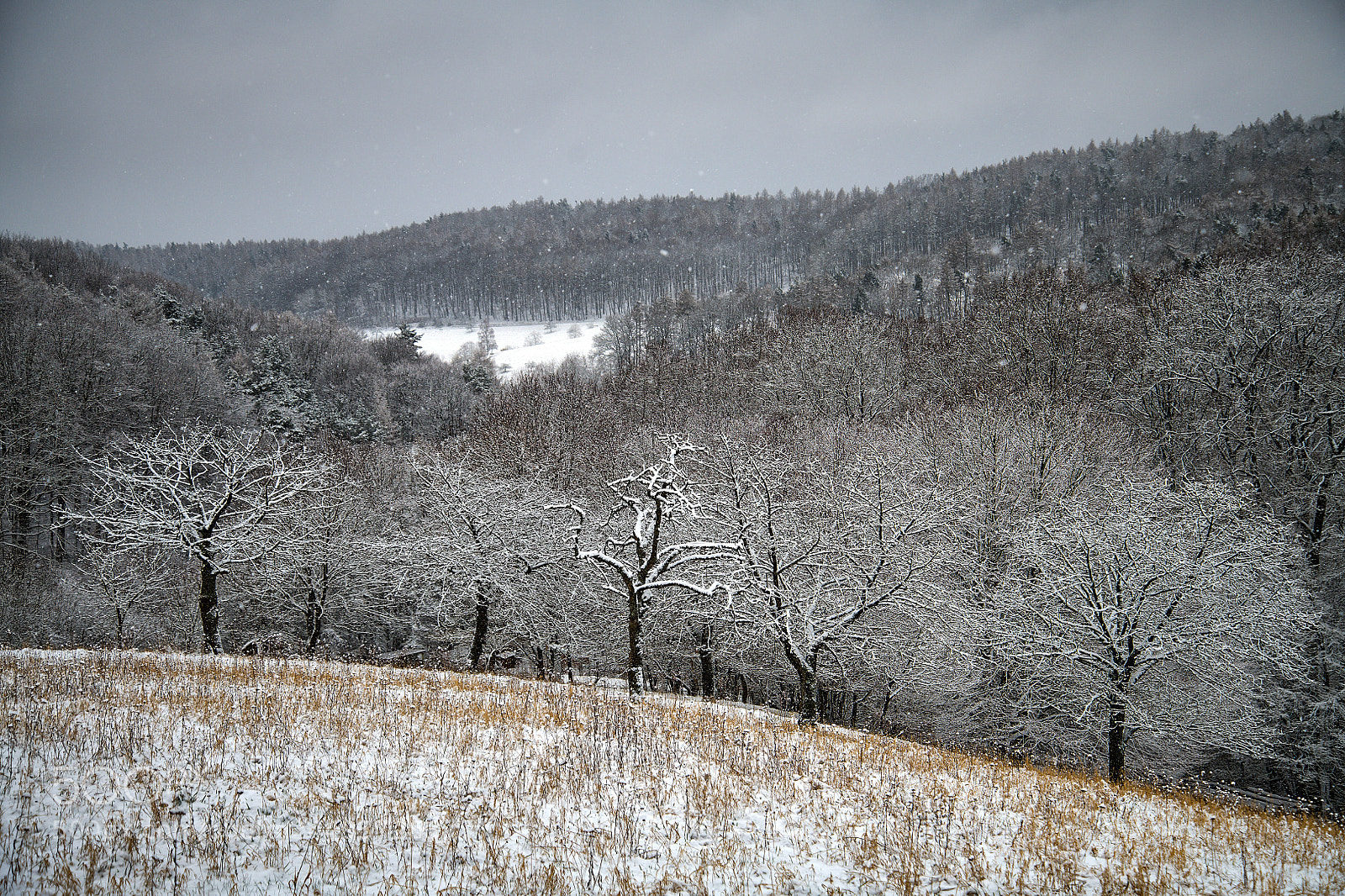 Nikon D850 sample photo. White mask photography