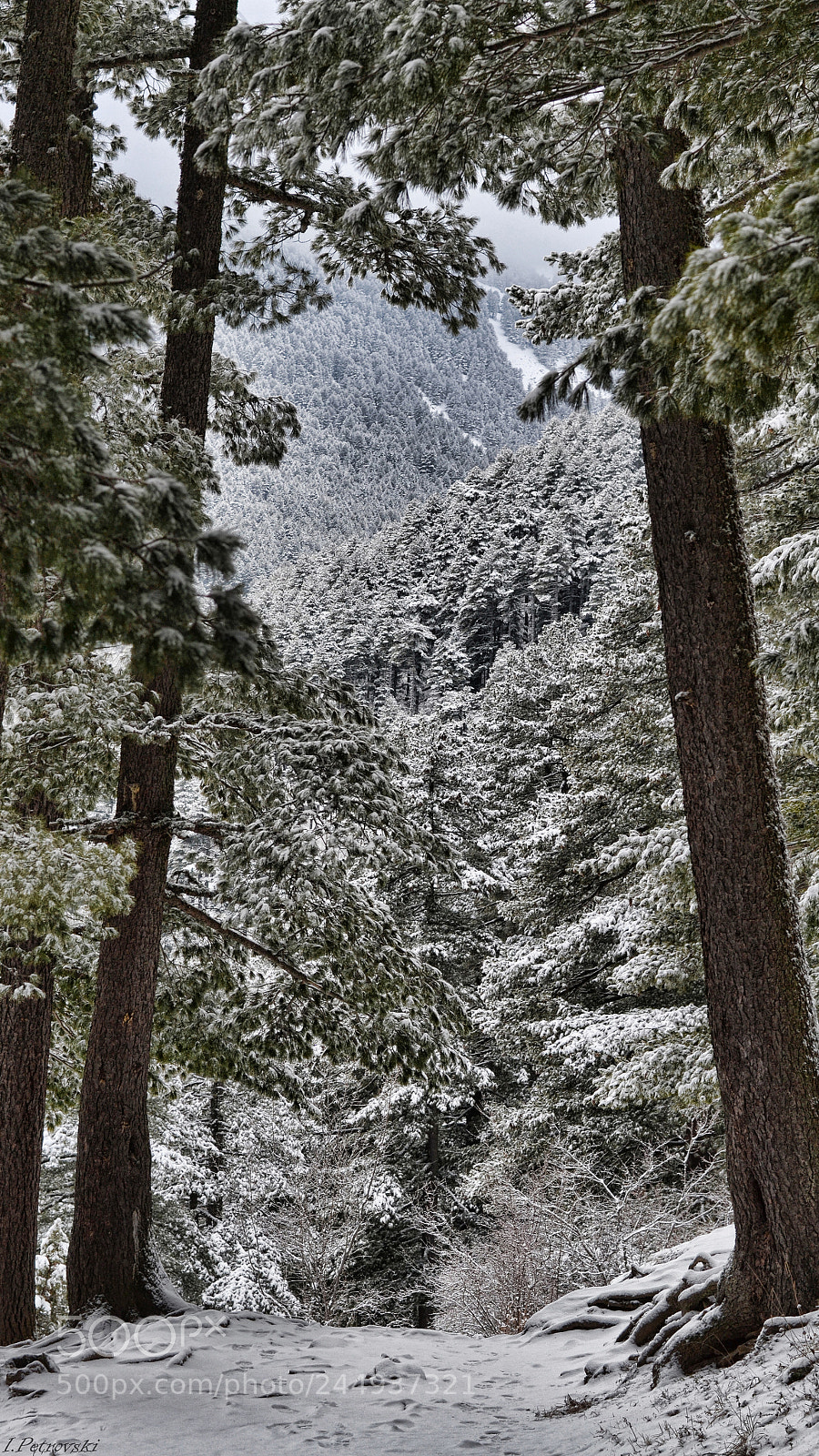 Nikon D3100 sample photo. Snow day photography