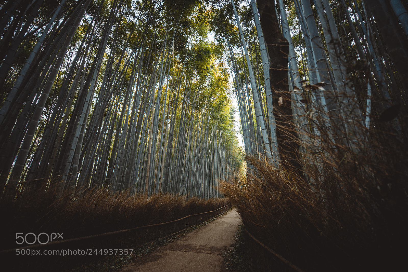 Nikon D610 sample photo. Bamboo forest in arashiyama photography