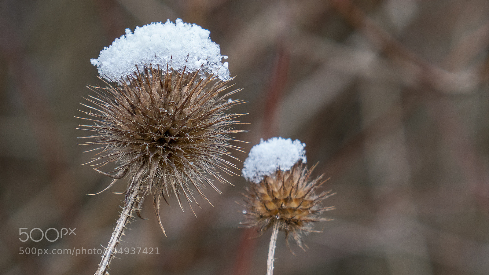 Panasonic DMC-TZ101 sample photo. Icy toping photography