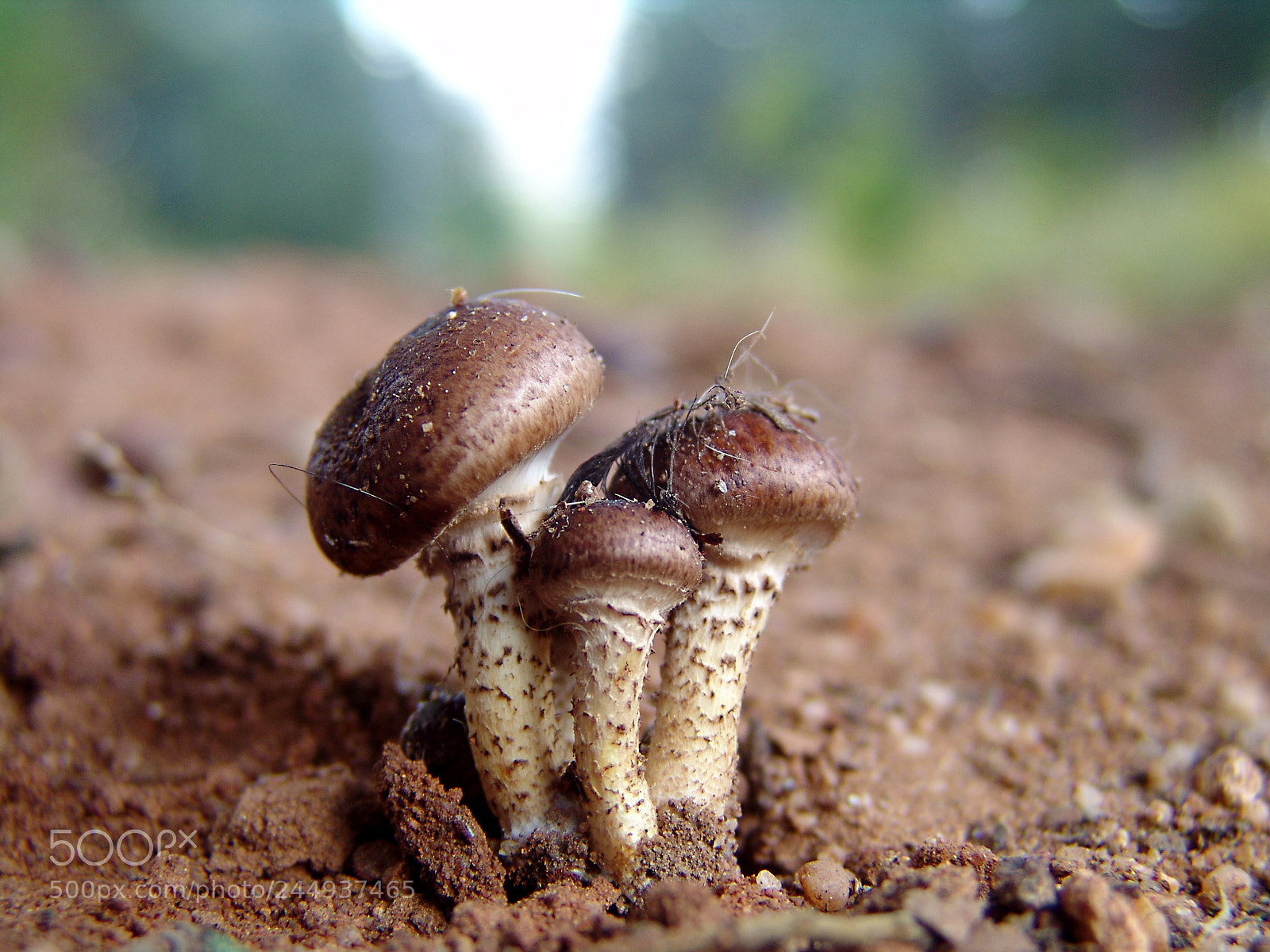 Sony DSC-F828 sample photo. Armillaria ostoyae photography
