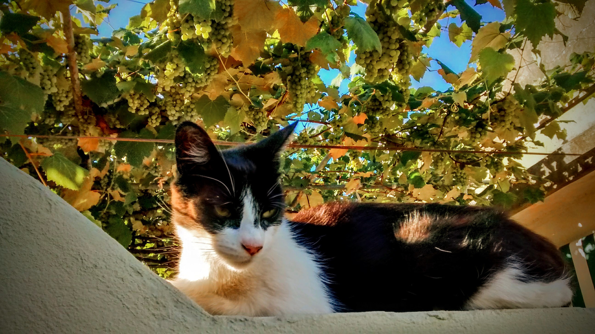 Motorola Moto G with 4G LTE (1st Gen) sample photo. Cat & grape photography