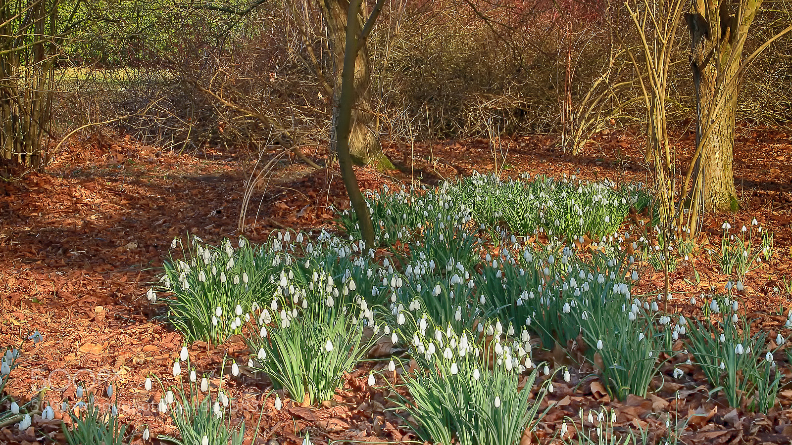 Canon EOS 1100D (EOS Rebel T3 / EOS Kiss X50) sample photo. Simply snowdrops photography