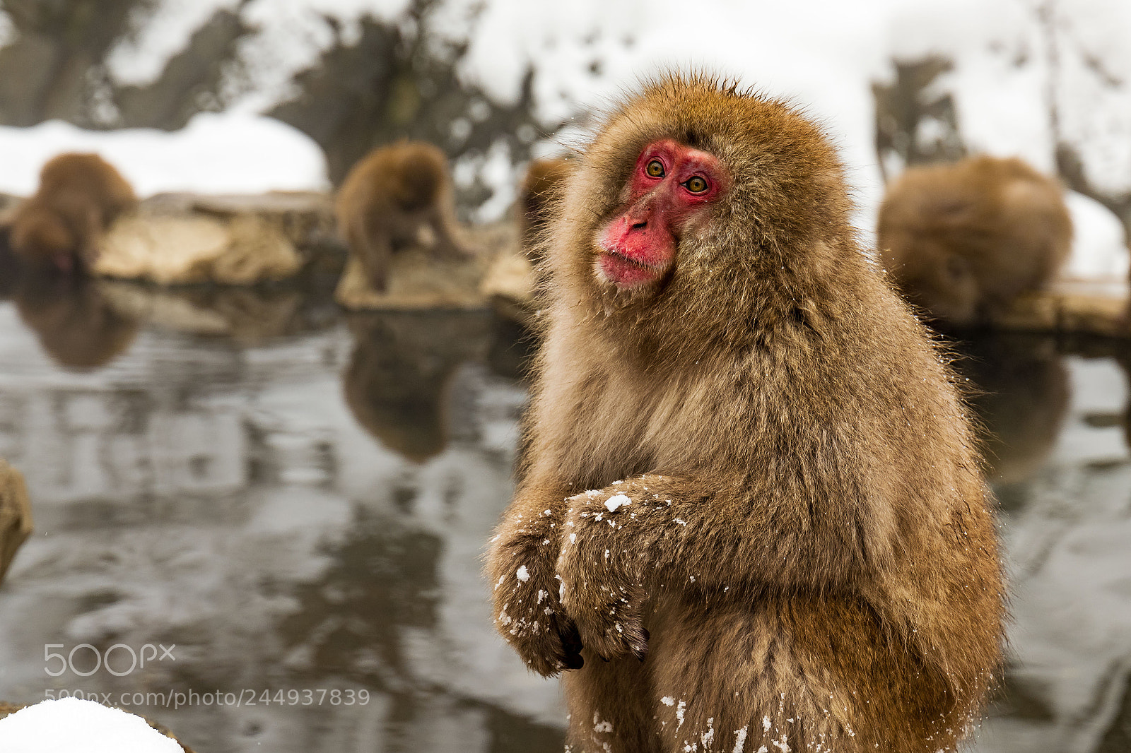 Leica SL (Typ 601) sample photo. Snow monkey 1 photography