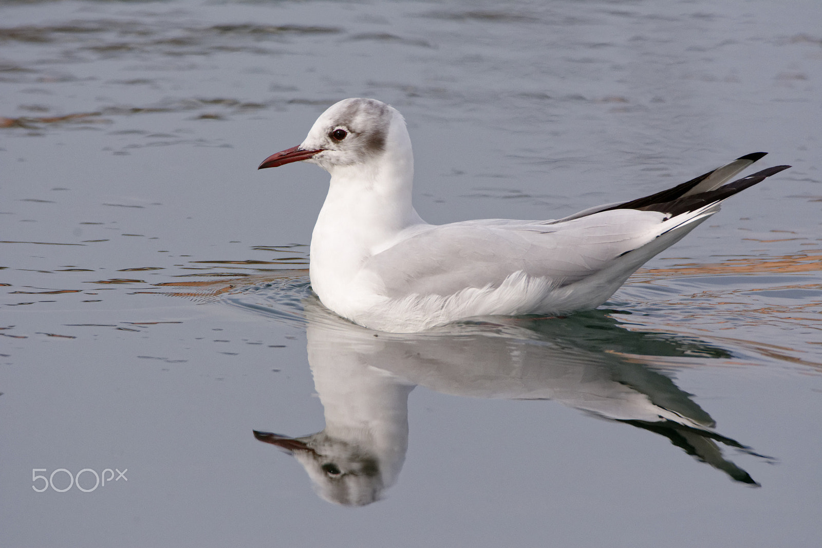 Nikon D7100 sample photo. Seagull photography