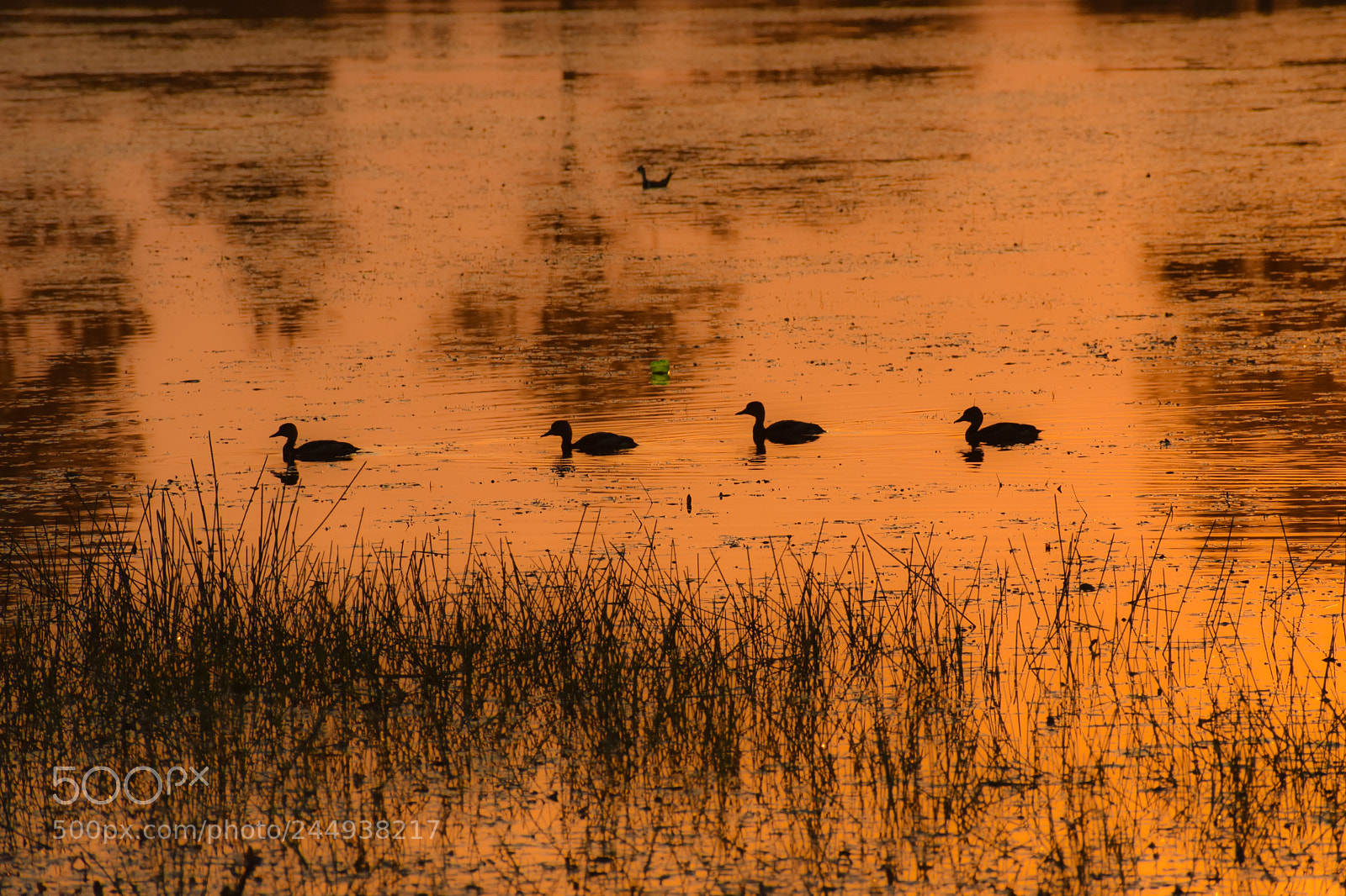 Nikon D3400 sample photo. Ducks photography