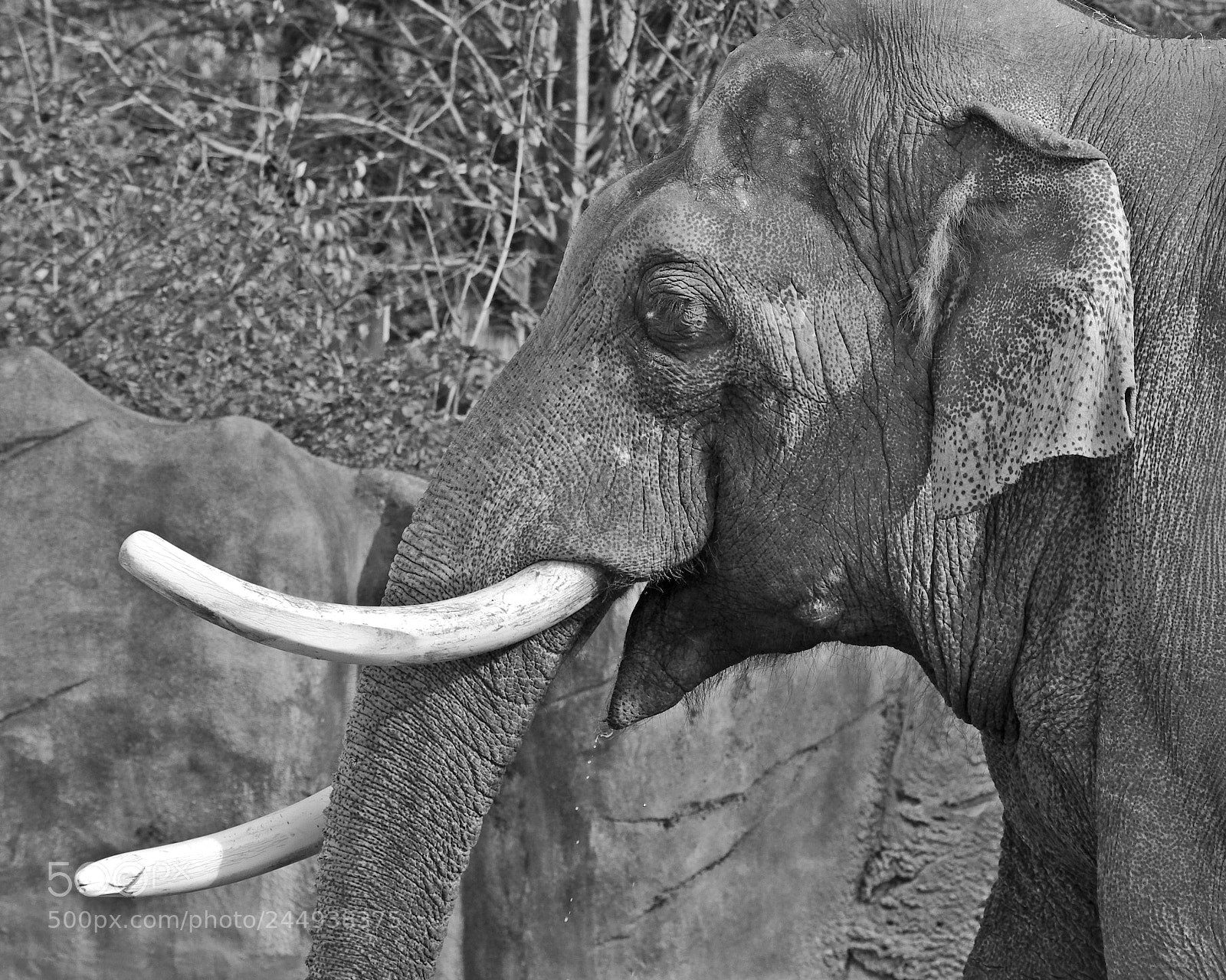 Nikon D5100 sample photo. Hank photography