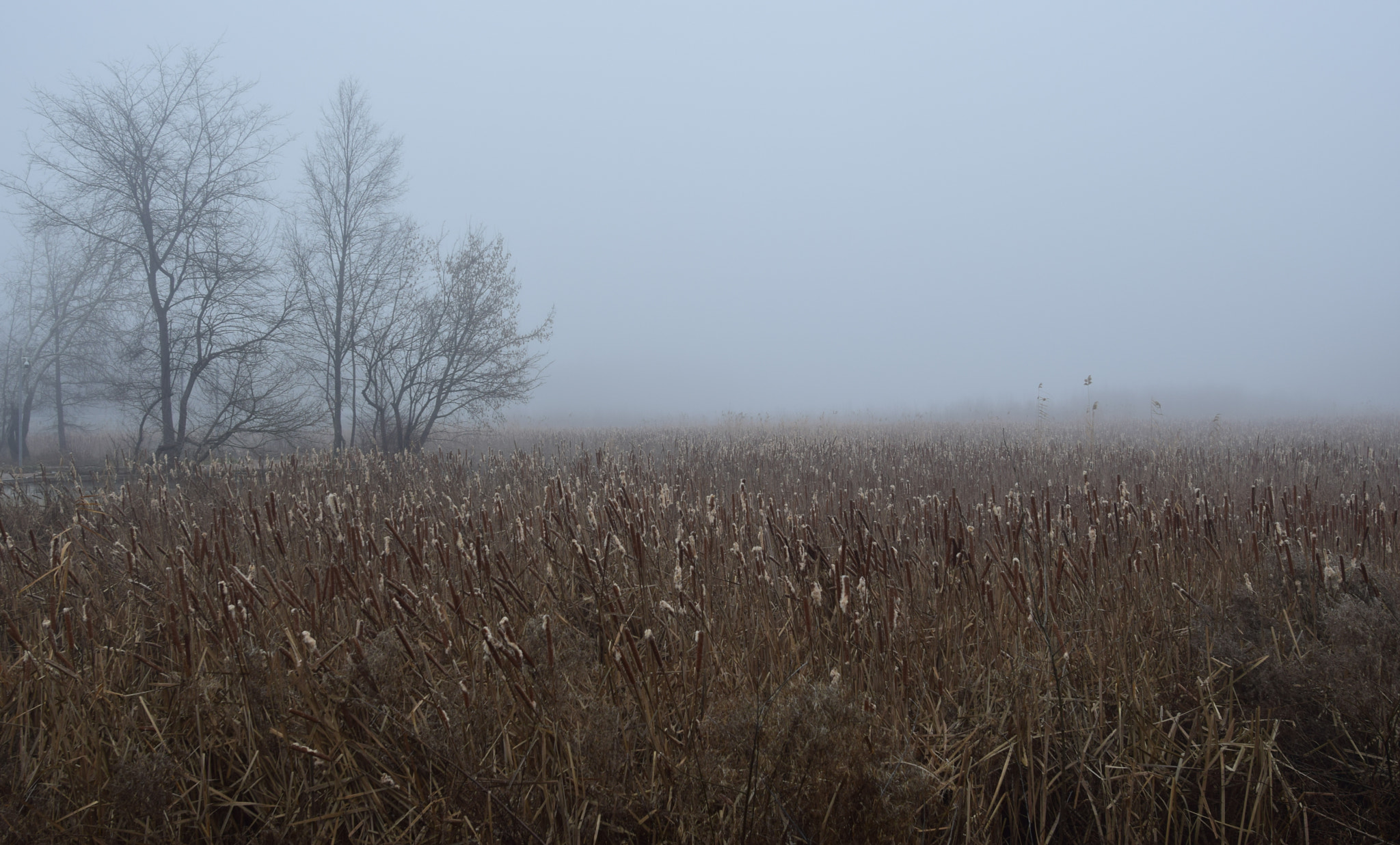 Nikon D5300 + Nikon AF-S Nikkor 20mm F1.8G ED sample photo. Misty mood photography