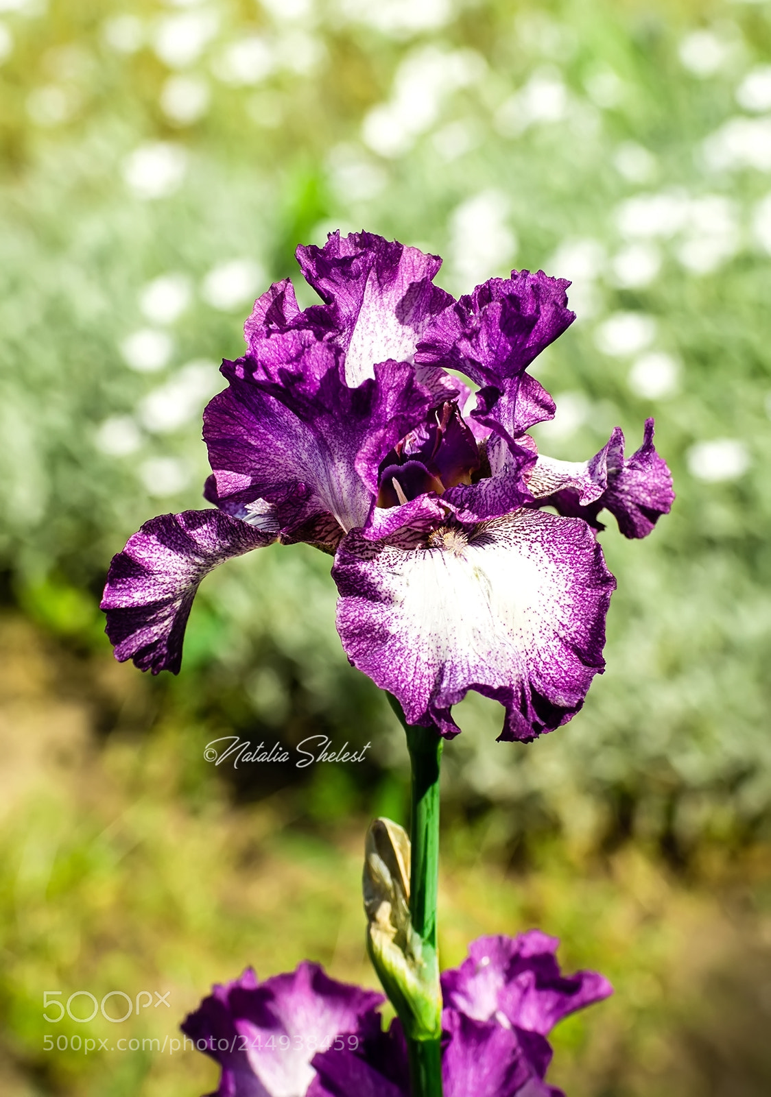 Nikon D600 sample photo. Iris plant in garden photography