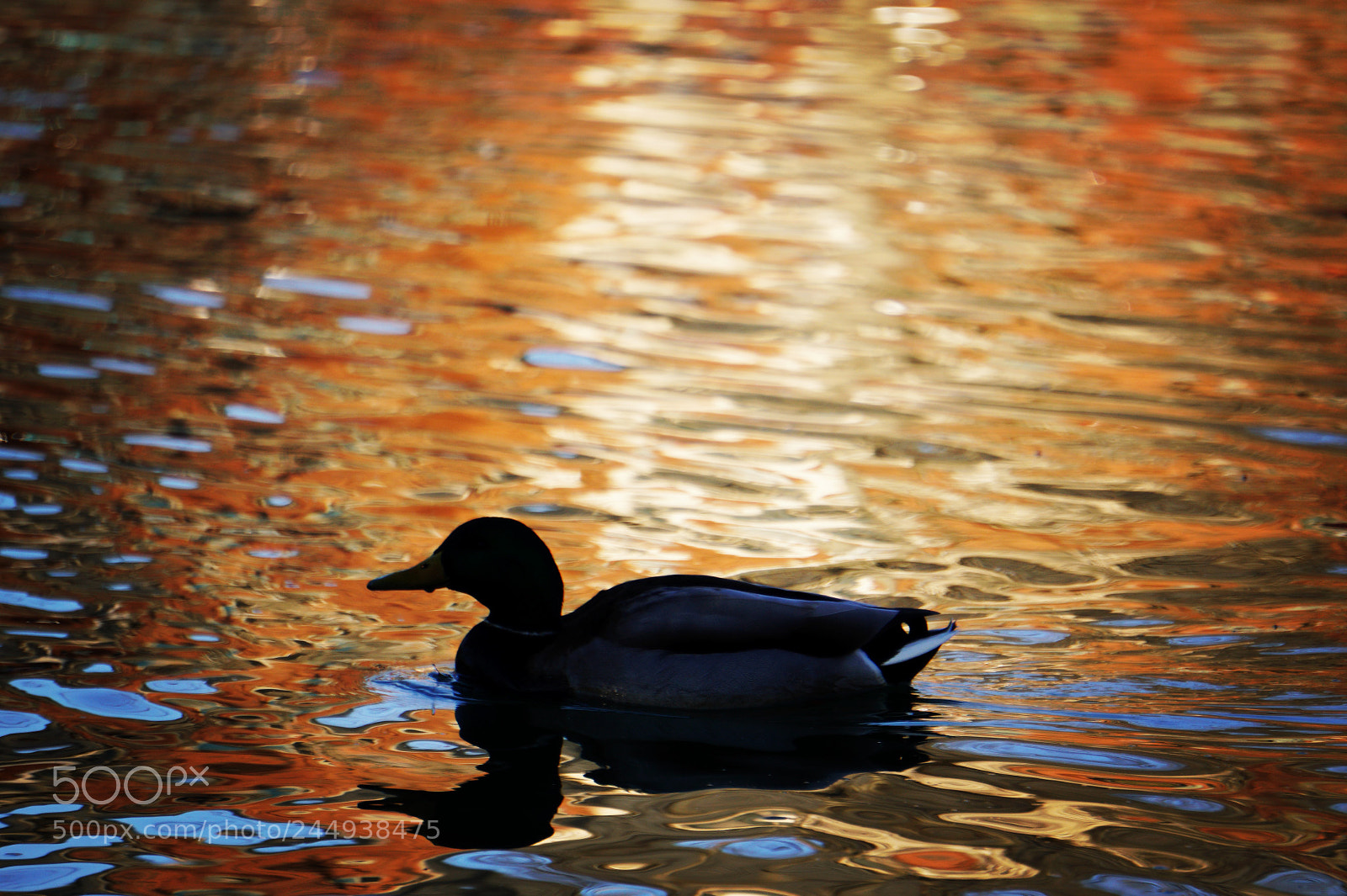 Sony a6500 sample photo. Duck at sunset photography