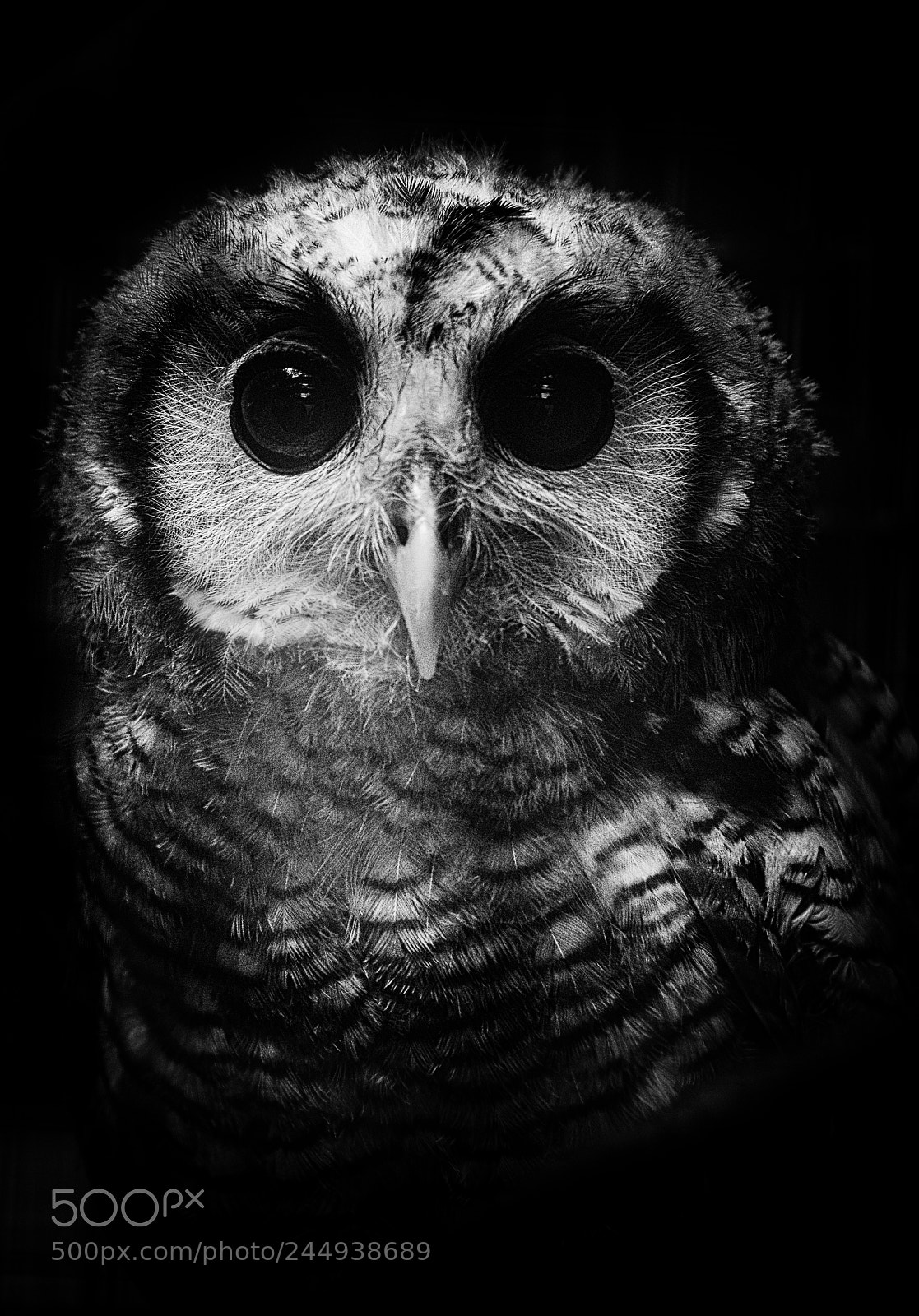 Nikon D800 sample photo. Owl photography