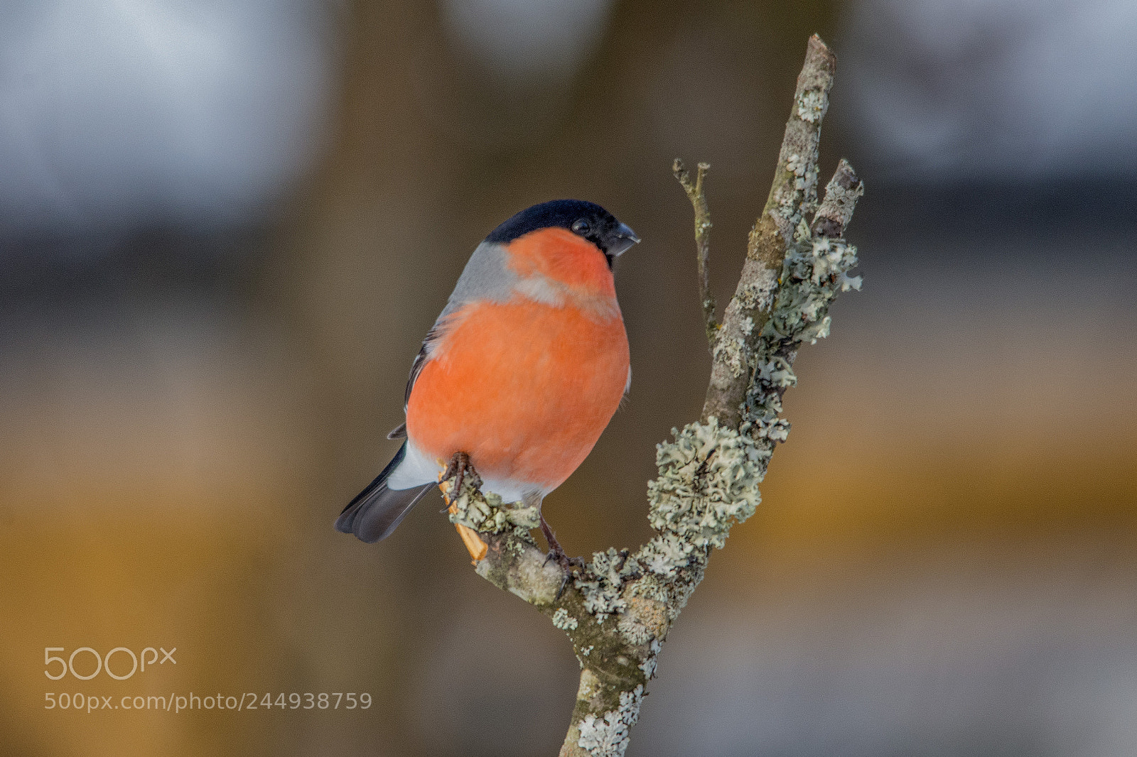 Nikon D7200 sample photo. Bullfinch photography