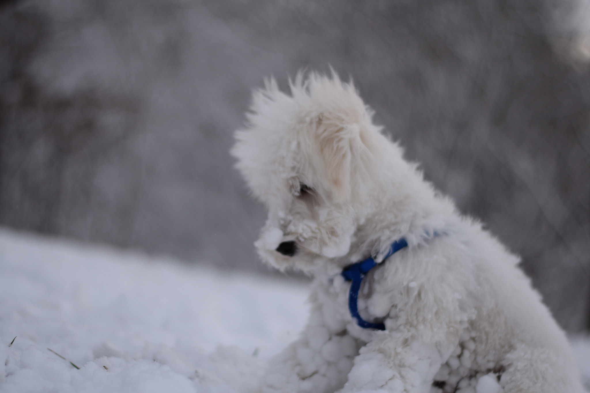 Nikon AF-S Nikkor 50mm F1.8G sample photo. A dog's prayer photography