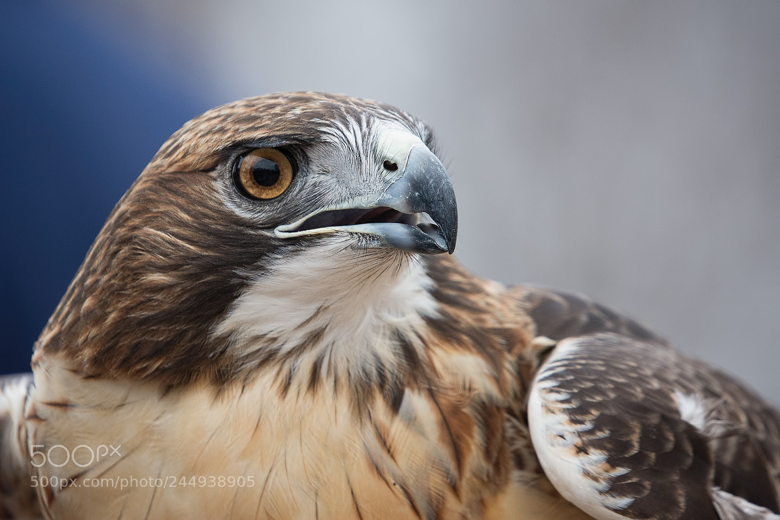 Nikon D7200 sample photo. Red tailed hawk photography