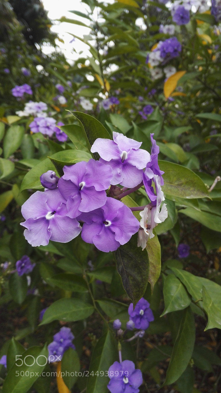 HUAWEI Honor 7 sample photo. Flowers photography