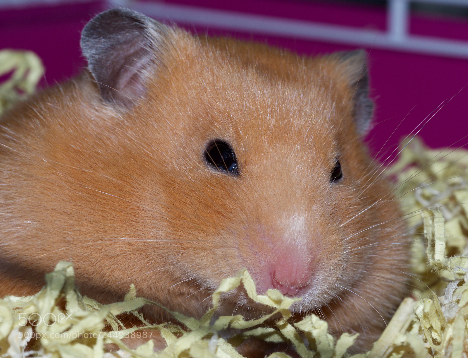 Olympus OM-D E-M10 II sample photo. Hamster anna photography