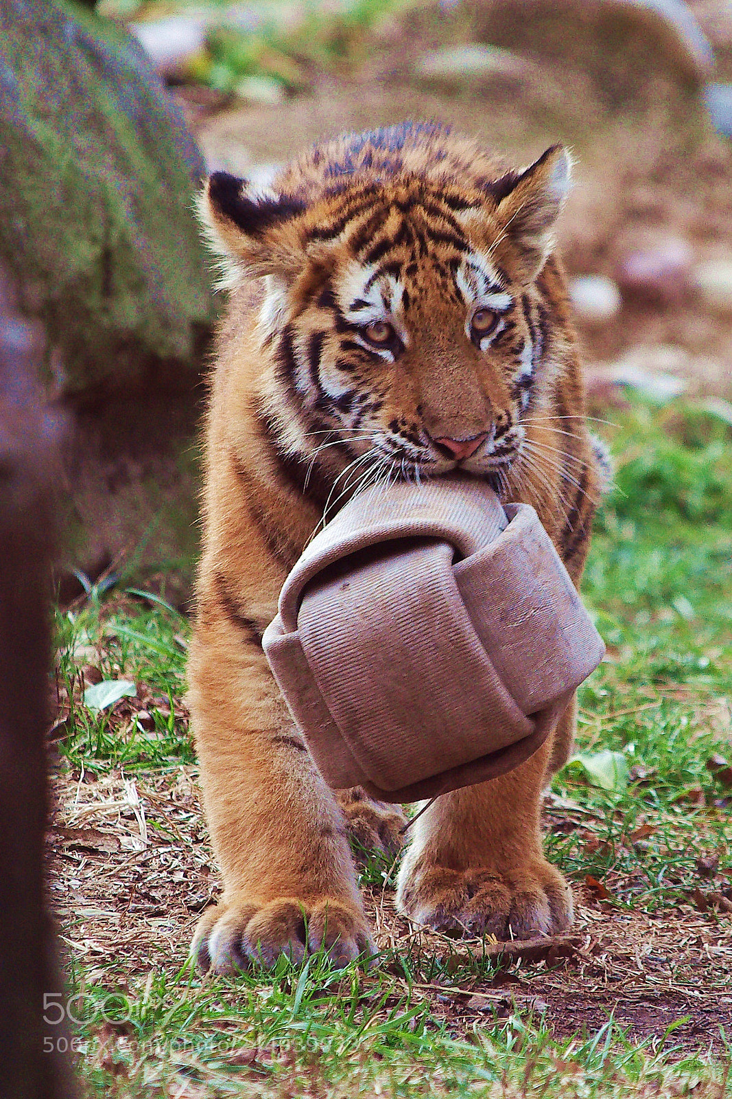 Nikon D5100 sample photo. Amur tiger cub photography