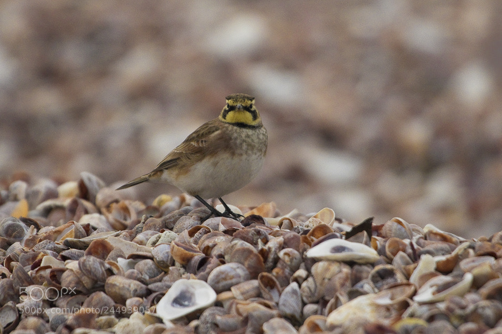 Canon EOS 7D Mark II sample photo. Horned lark, connecticut, 2018 photography