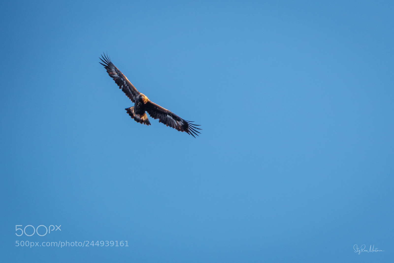 Canon EOS-1D X Mark II sample photo. Golden eagle photography
