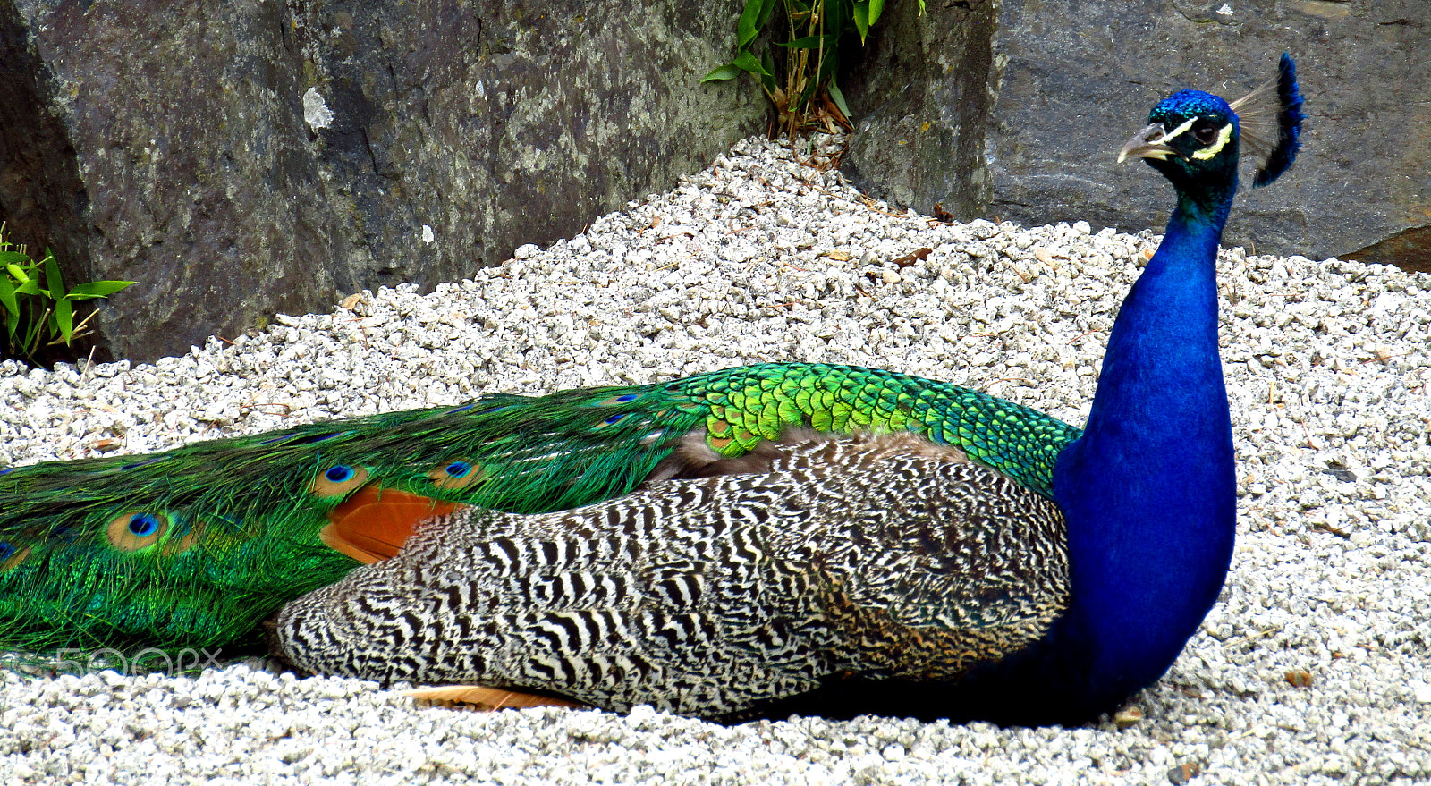 Canon PowerShot SX410 IS sample photo. Kew gardens, greater london photography