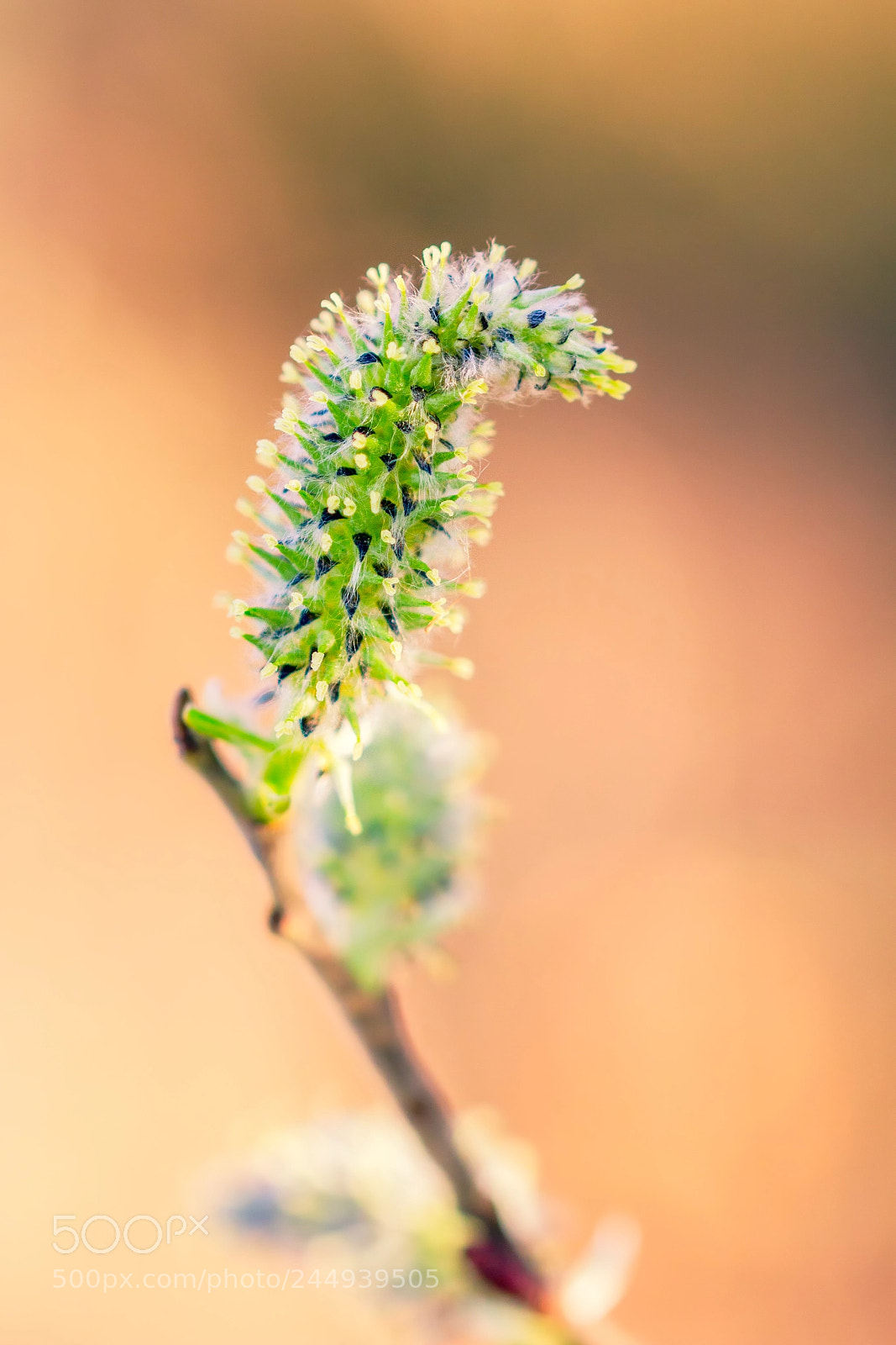 Canon EOS 60D sample photo. Catkin photography