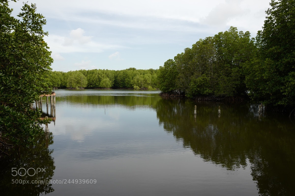 Leica Q (Typ 116) sample photo. Koh kong mangrove forest photography